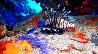 Ayvalık'ta Dalgıç Nedim Kartal, İstilacı Aslan Balığını Görüntüledi 3 ayvalik ta aslan baligi goruntulendi 18910813 amp