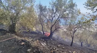 balikesir de zeytinlik alanda cikan yangin ko 18895703 amp