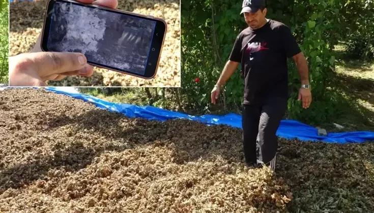 Fındığının çalındığını sandı, kameraları izleyince şoke oldu