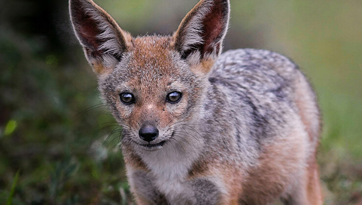 kanalin kazi maliyeti bile toplam ihalenin uzerinde
