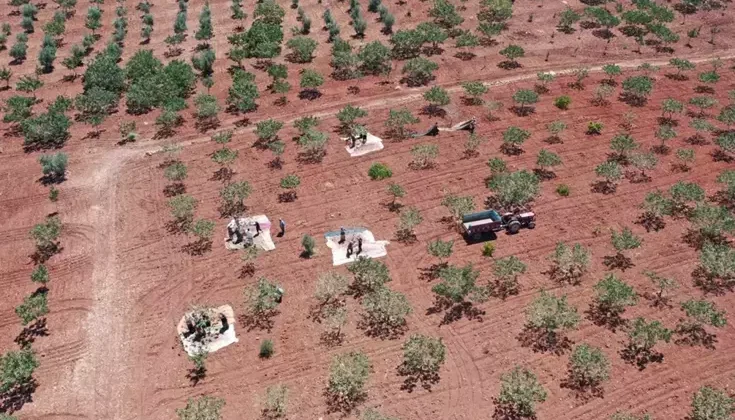 Kilosu 700 liraya çıktı, duyan tarlasına ekmek istiyor