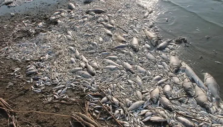 Kuş cenneti balıklar için cehennem oldu