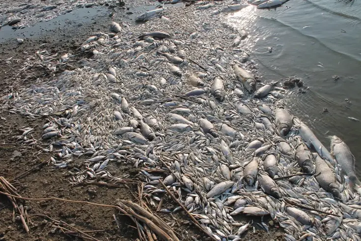 kus cenneti baliklar icin cehennem oldu 18930746 6091 amp