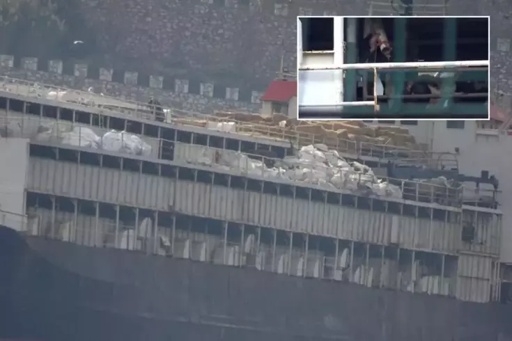 Bandırma açıklarında demirleyen gemide skandal: İnekler susuzluktan boruları yaladı 3 bandirma da hayvan refahi krizi gemideki 19240633 2906 amp